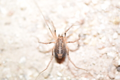 Protolophus singularis