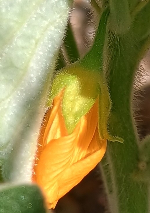 Abutilon parishii S.Watson 2