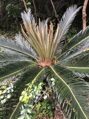 Cycas revoluta