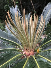 Cycas revoluta