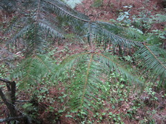 Abies flinckii
