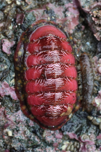 Remarkable Red Chiton