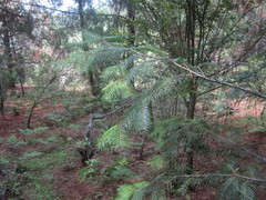 Abies flinckii