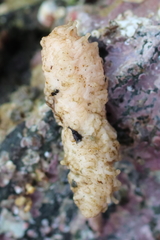 Eupentacta pseudoquinquesemita