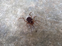 Erginulus roeweri