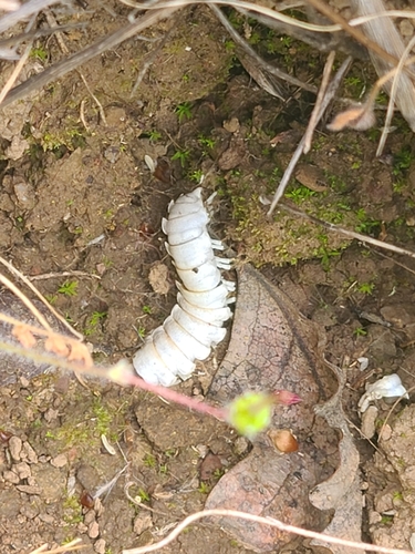 iNaturalist observation photo of Xystodesminae