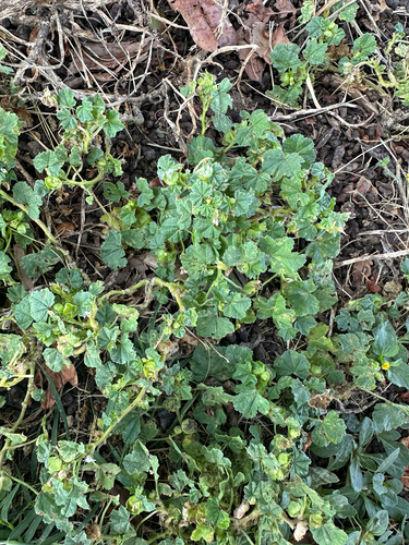 Malva parviflora observed 2026-05-16