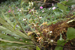Prosthechea vespa