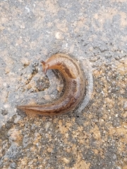 Ambigolimax