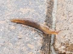 Ambigolimax