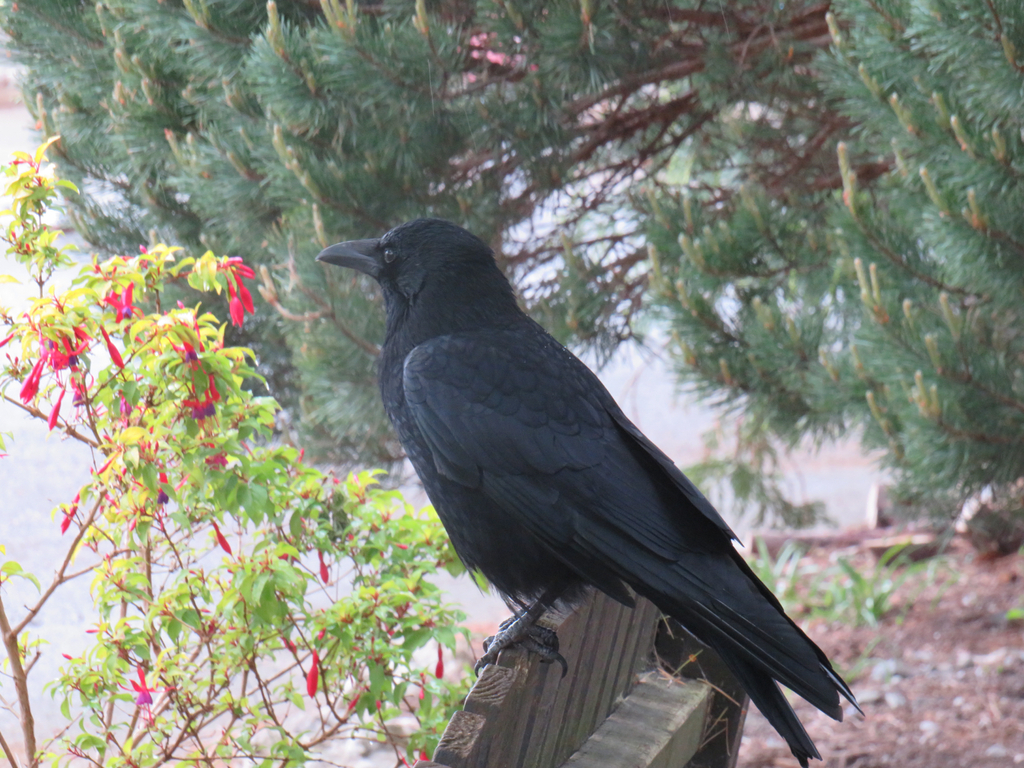 Welsh Crow Carrion Crow from Welsh Mountain Zoo, Colwyn Bay, Wales, GB on May 16 ...