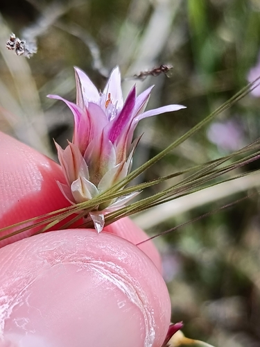 Xeranthemum inapertum, photograph 5