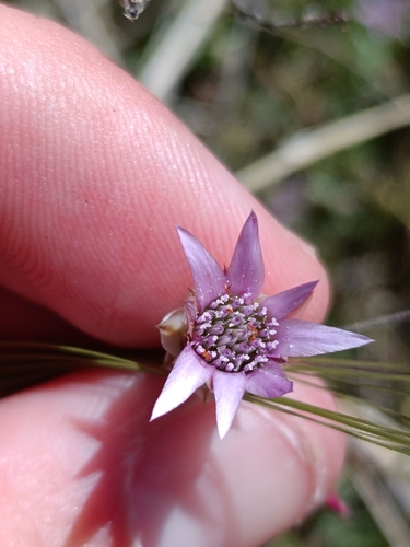 Xeranthemum inapertum, photograph 6