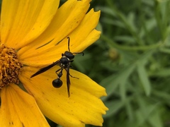 Zethus spinipes variegatus