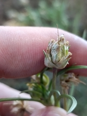 Plantago sempervirens, photograph (c) Diego Rodríguez Hernández, some rights reserved (CC BY)
