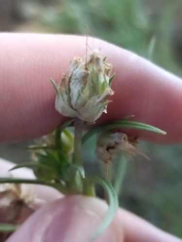 Plantago sempervirens, photograph 3