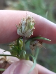Plantago sempervirens, photograph (c) Diego Rodríguez Hernández, some rights reserved (CC BY)