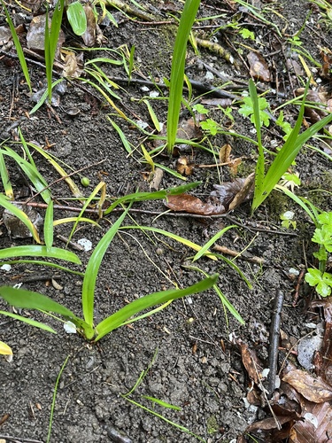 Colchicum umbrosum