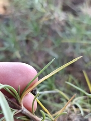 Plantago sempervirens, photograph (c) Diego Rodríguez Hernández, some rights reserved (CC BY)