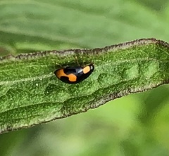 Hyperaspis connectens