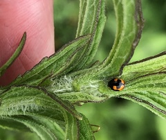 Hyperaspis connectens