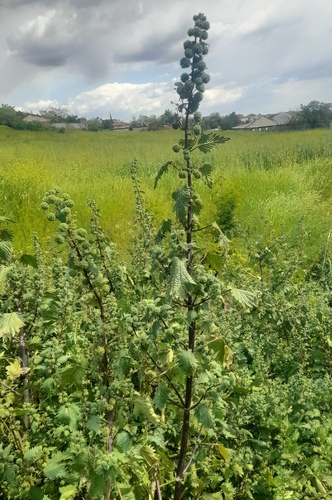 Roman Nettle