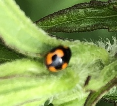 Hyperaspis connectens