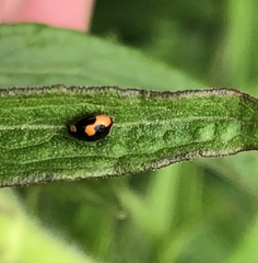 Hyperaspis connectens