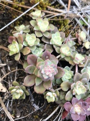 Sedum spathulifolium