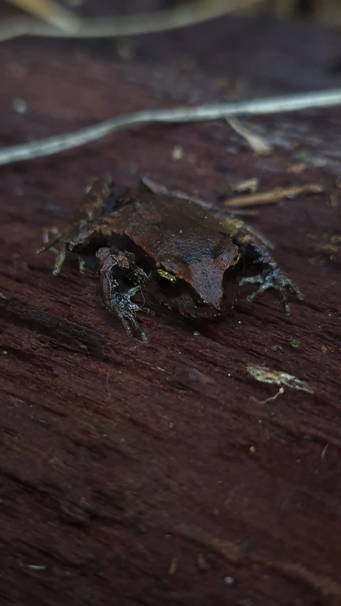 Eupsophus calcaratus (Günther, 1881)