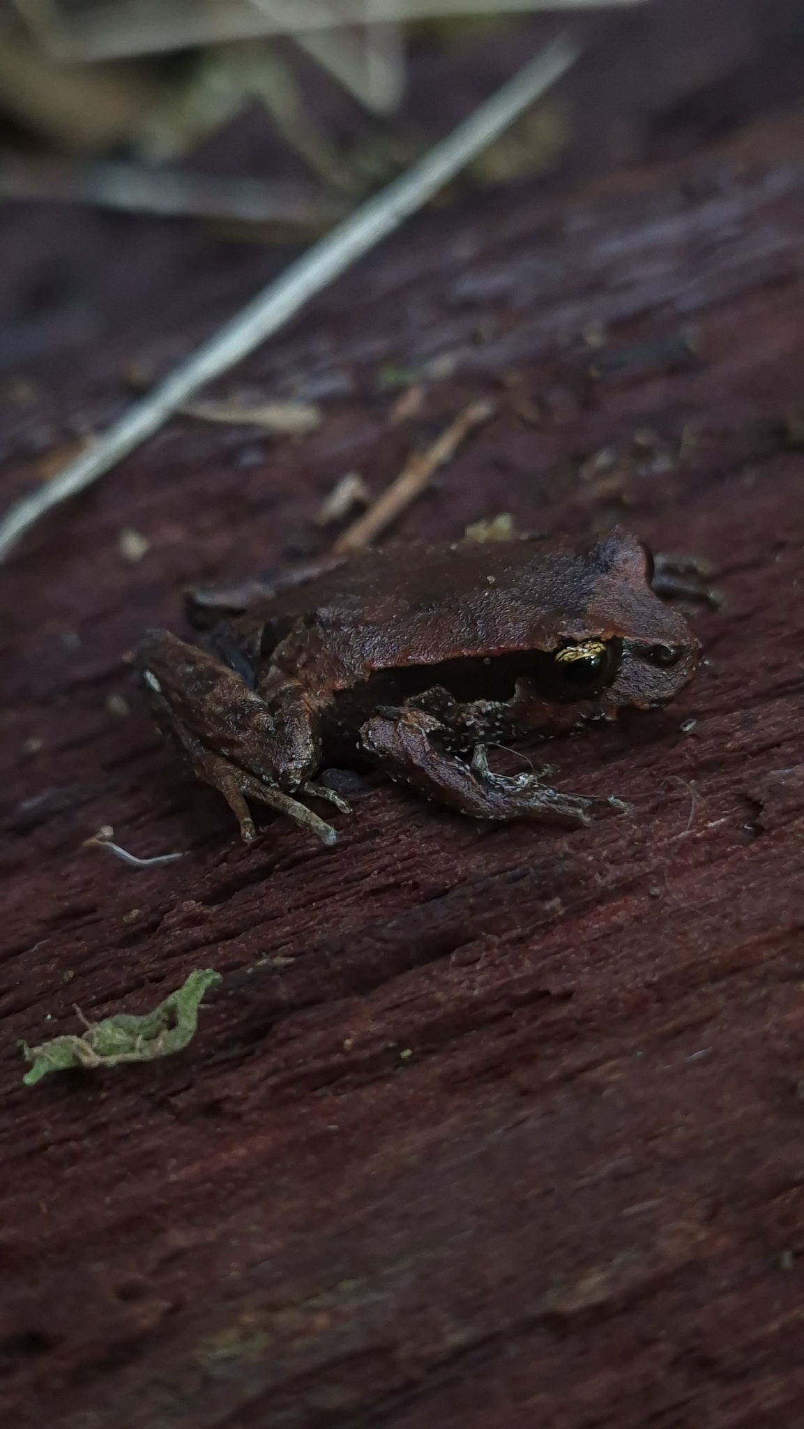 Eupsophus calcaratus (Günther, 1881)