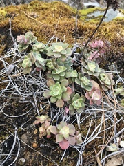 Sedum spathulifolium