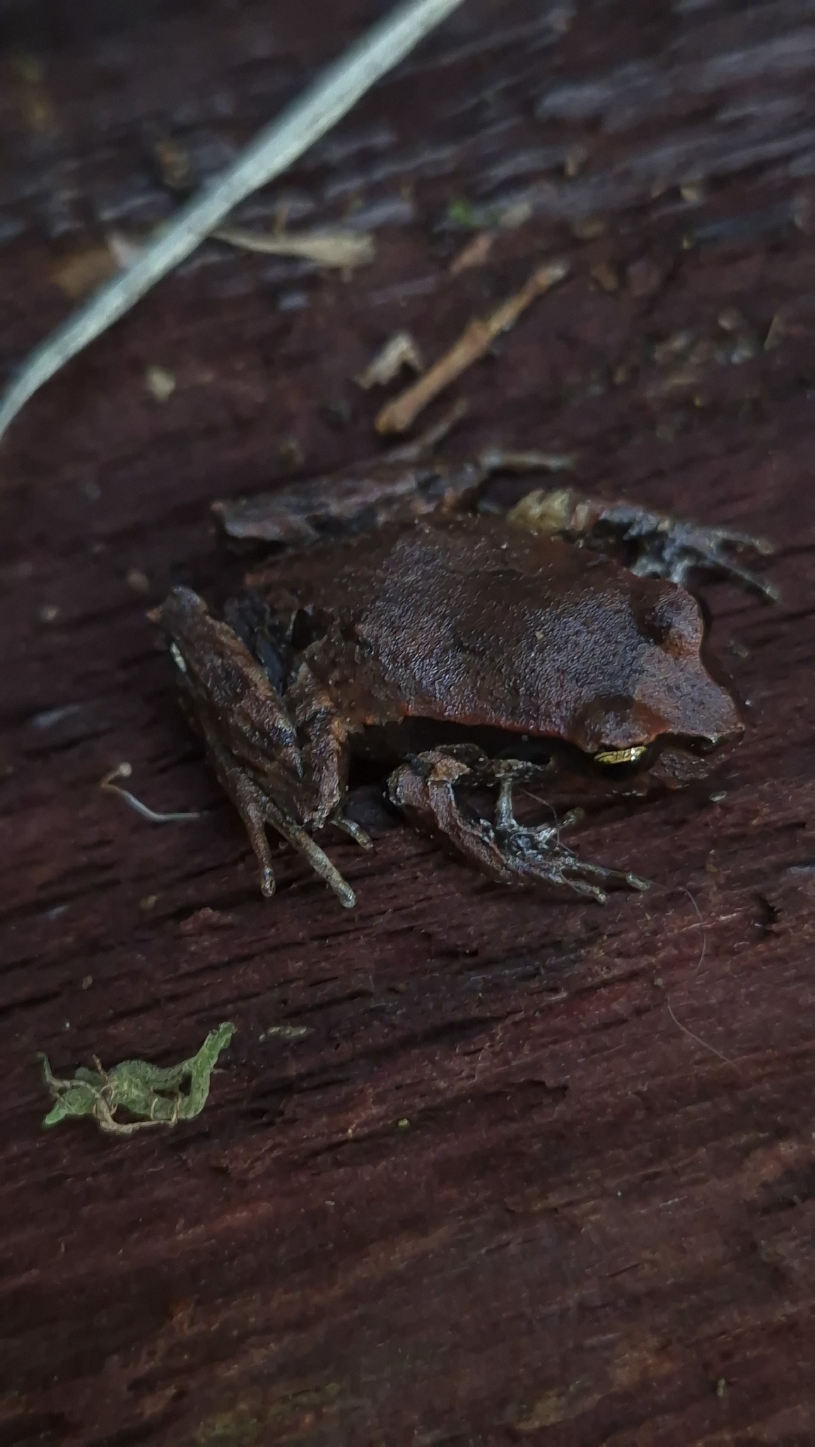 Eupsophus calcaratus (Günther, 1881)