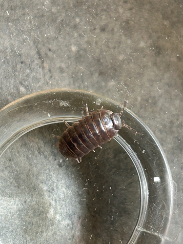 Common Pill Woodlouse