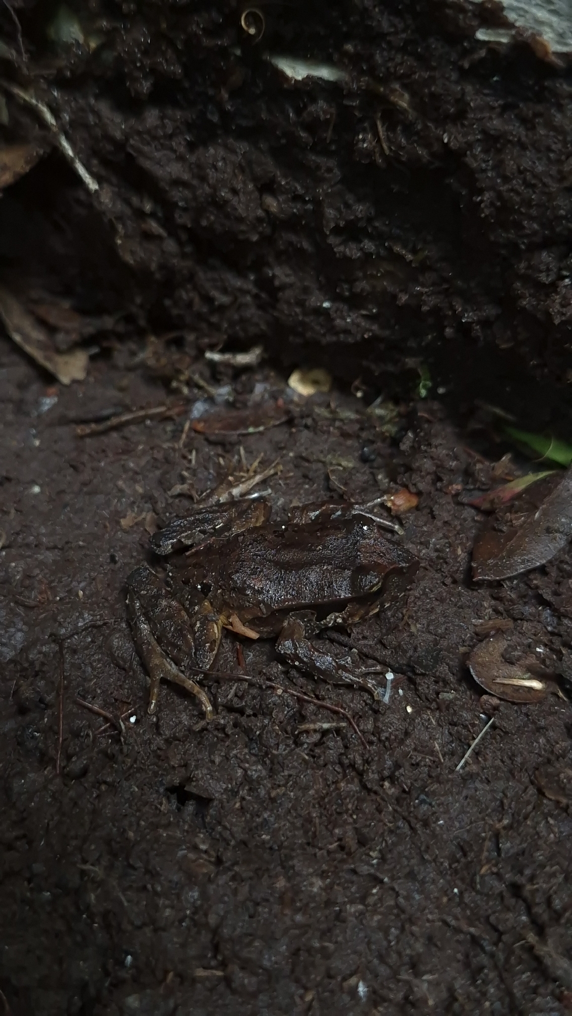 Eupsophus calcaratus (Günther, 1881)