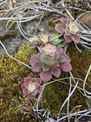 Sedum spathulifolium