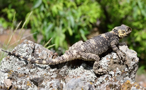 Roughtail Rock Agama