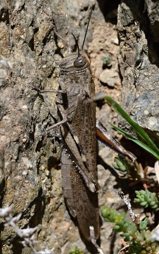 Egyptian Bird Grasshopper
