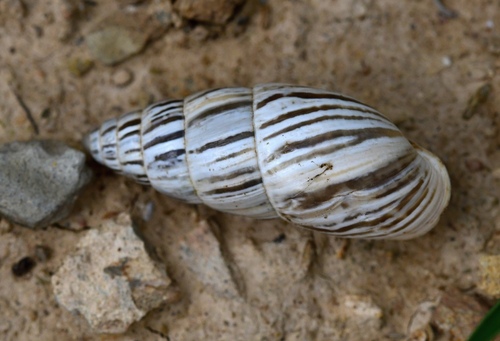 Zebra Snail