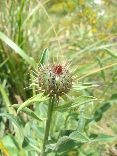 Klasea flavescens
