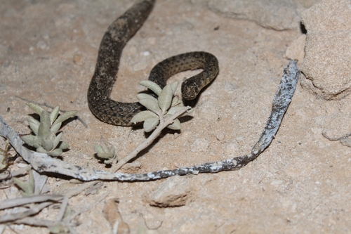 Eastern Montpellier Snake