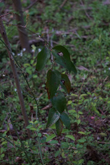 Smilax glauca