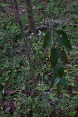 Smilax glauca
