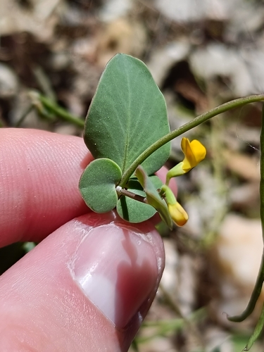 Coronilla scorpioides, photograph 6