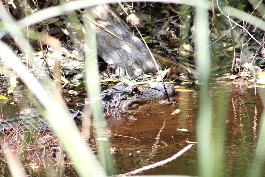 American Alligator from Gulf State Park, Gulf Shores, AL, US on April