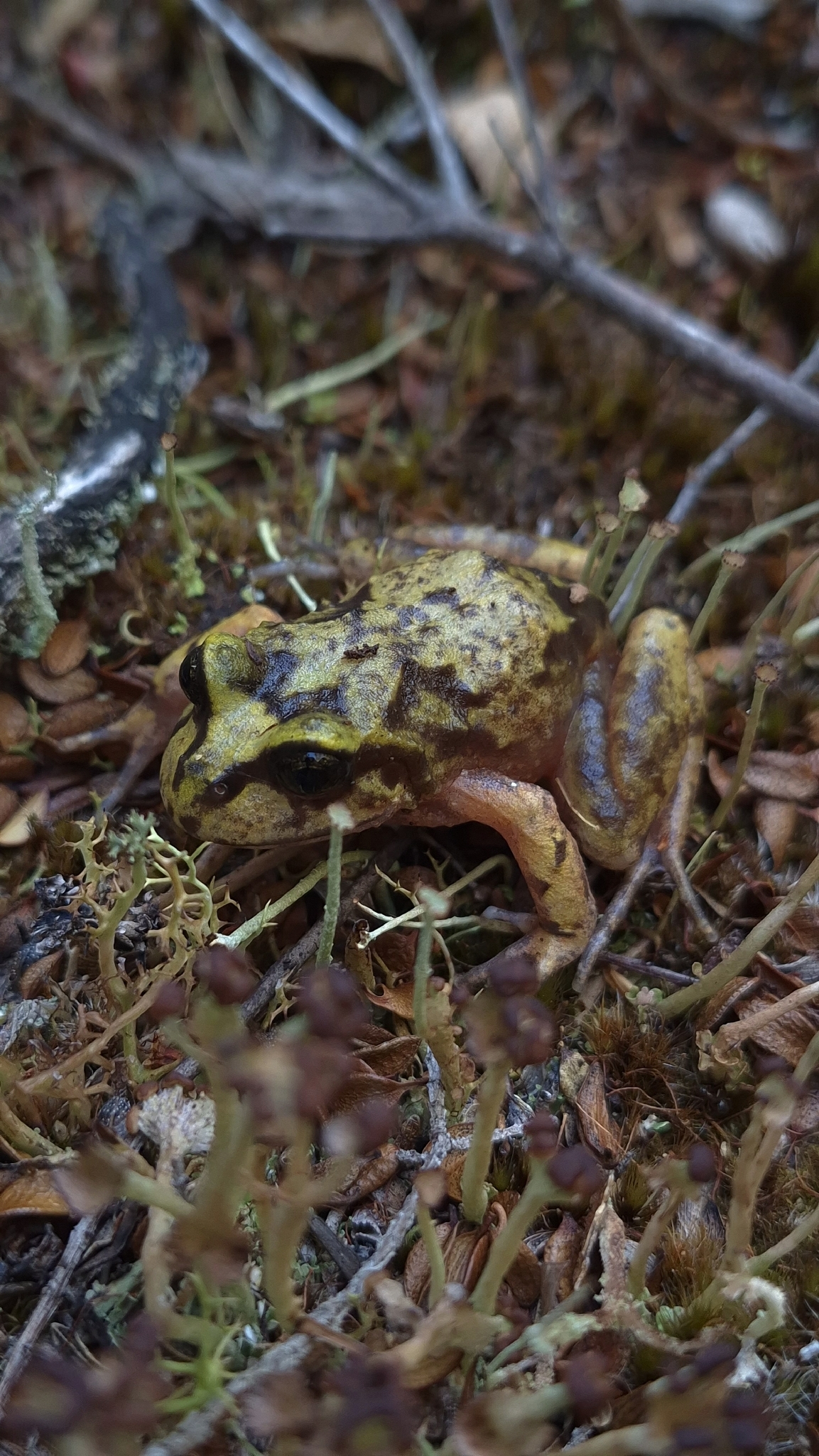 Eupsophus emiliopugini Formas, 1989