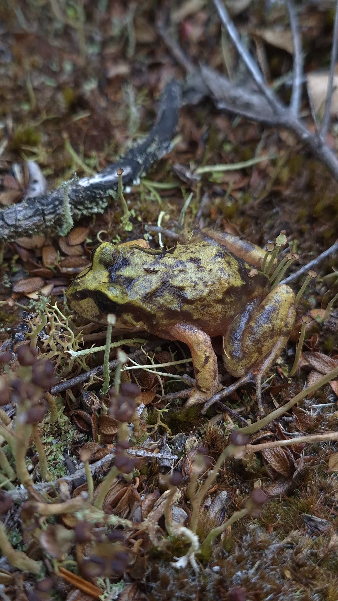 Eupsophus emiliopugini Formas, 1989