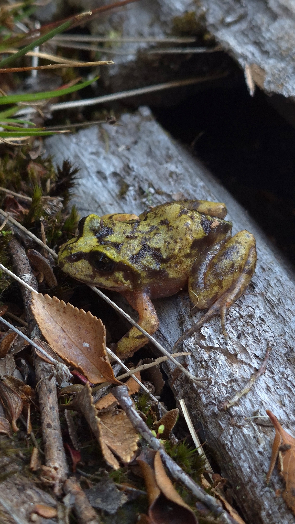 Eupsophus emiliopugini Formas, 1989