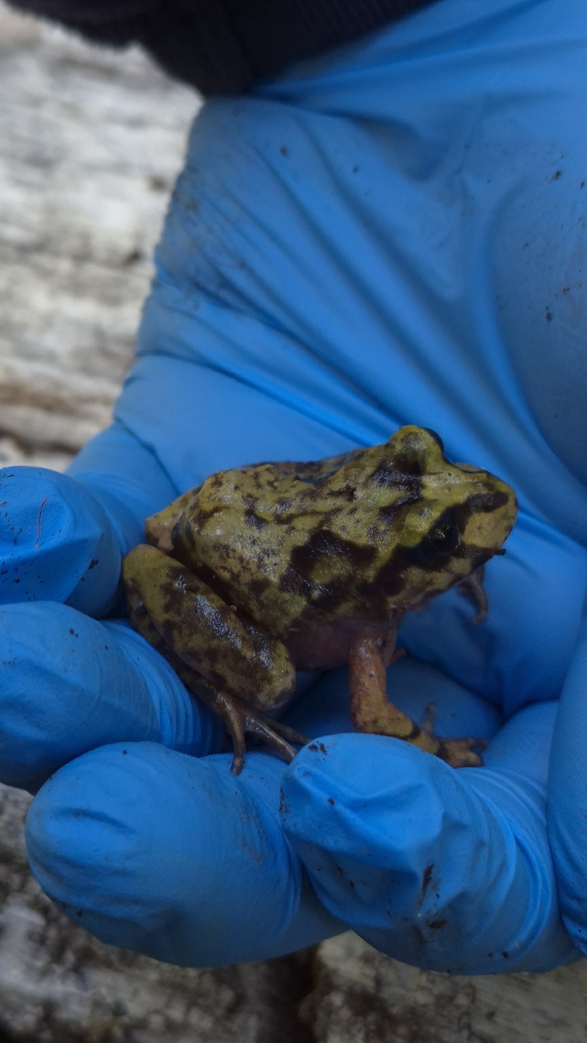 Eupsophus emiliopugini Formas, 1989