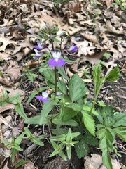 Collinsia violacea